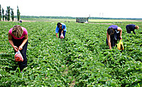 Aprobado el Proyecto de Ley de Titularidad Compartida de las explotaciones agrarias