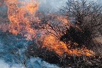 Medidas para paliar los daños generados por los incendios forestales