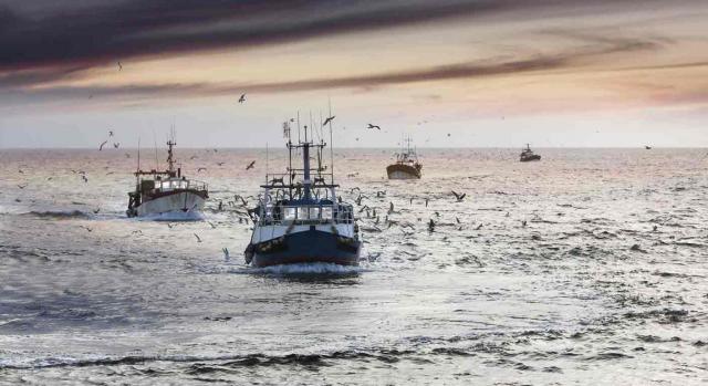 Varios barcos de pescadores en la misma dirección rodeados de gaviotas