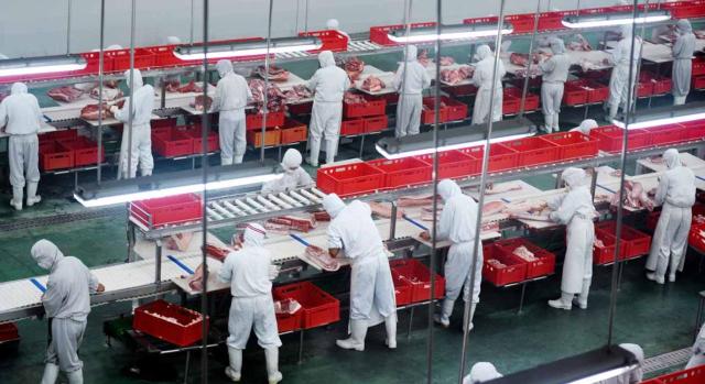 La cooperativa actuaba como mera cedente de mano de obra La cooperativa actuaba como mera cedente de mano de obra. Grupo de trabajadores que trabajan en una línea en una planta de la industria porcina