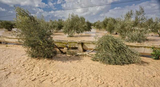Medidas contenidas en el RDL 5/2026 «Escudo sociolaboral» ante los daños por las borrascas en Andalucía y Extremadura. Imagen de un cultivo de olivos totalmente inundado de agua