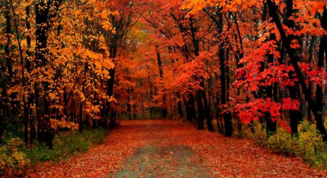 Normativa de las comunidades autónomas; ayudas y subvenciones. Camino entre árboles cubierto de hojas en otoño