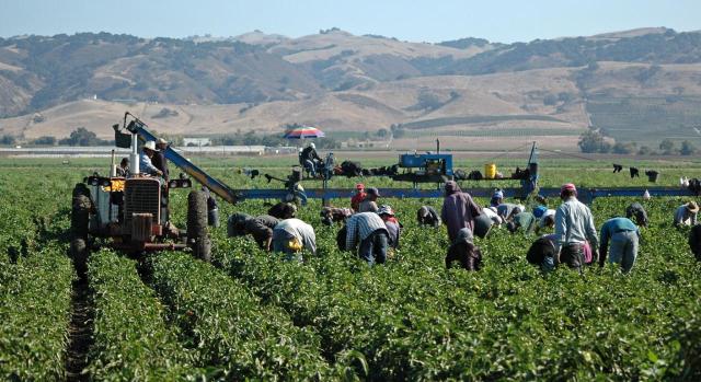 Ampliados a 120 los días de utilización de contratos temporales en el sector agrario y agroalimentario. Imagen de trabajadores recolectando en el campo