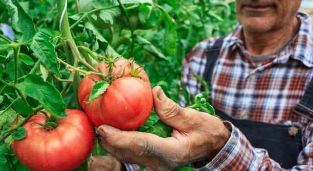 La regulación legal excluye la sistemática y prolongada falta de solución de continuidad entre las campañas. Imagen de agricultor tocando tomates en el arbol