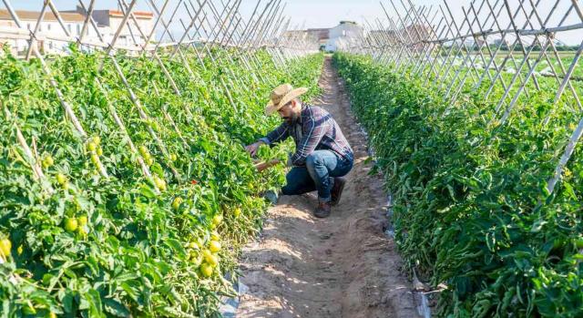 No es posible poner a disposición de la empresa usuaria a un trabajador para tareas cíclicas. Imagen de agricultor trabajando en el campo