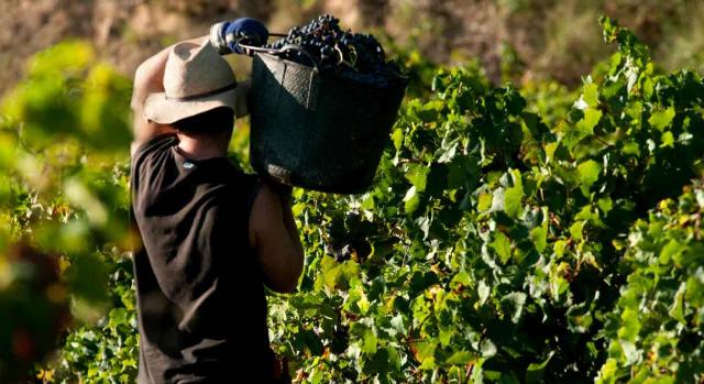 Despido nulo; aborto; discriminación por razón de sexo; embarazo. Un hombre vendimiando, lleva un cesto apoyado en el hombro lleno de uvas