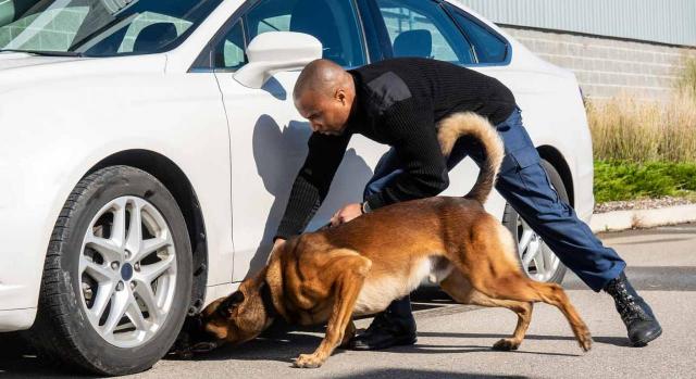 Se trataba de una medida justificada, idónea, necesaria y proporcionada al fin perseguido. Profesional de seguridad con un perro mirando debajo de un coche